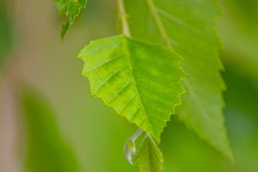 Schwarz-Birke Betula nigra Hochstamm Stammumfang 10-12 T Betula nigra Hochstamm 10/12