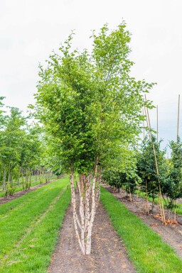 Schwarz-Birke Betula nigra Mehrstämmig Betula nigra Mehrstämmig