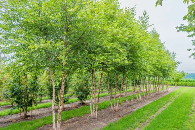 Schwarz-Birke Betula nigra Mehrstämmig Betula nigra Mehrstämmig