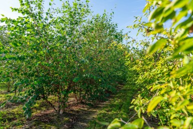 Schwarz-Birke Betula nigra Mehrstämmig 200-250 T Betula nigra Mehrstämmig 200-250