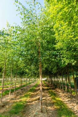 Papier-Birke Betula papyrifera Hochstamm Betula papyrifera Hochstamm