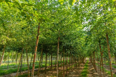 Papier-Birke Betula papyrifera Hochstamm Betula papyrifera Hochstamm