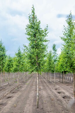 Weiß-Birke Betula pendula Hochstamm Betula pendula Hochstamm