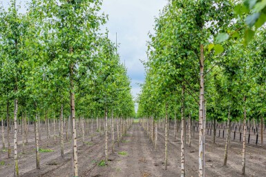 Weiß-Birke Betula pendula Hochstamm Betula pendula Hochstamm