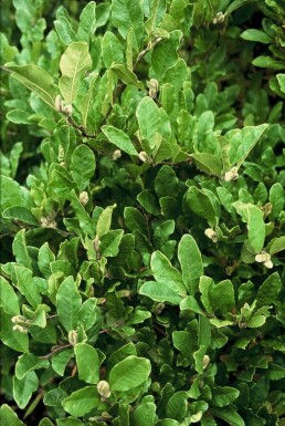 Stern-Magnolie Magnolia stellata Strauch 20-30 Topf 2 ltr. (C2) Magnolia stellata Strauch 20-30 cm