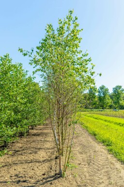 Weiß-Birke Betula pendula Mehrstämmig Betula pendula Mehrstämmig