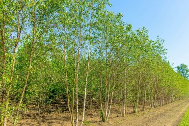 Weiß-Birke Betula pendula Mehrstämmig Betula pendula Mehrstämmig