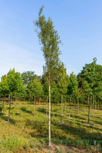 Sand-Birke Betula pendula 'Fastigiata' Hochstamm Stammumfang 6-8 T Betula pendula 'Fastigiata' Hochstamm 6/8