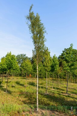 Sand-Birke Betula pendula 'Fastigiata' Hochstamm Betula pendula 'Fastigiata' Hochstamm