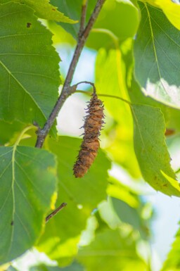 Sand-Birke Betula pendula 'Fastigiata' Hochstamm Betula pendula 'Fastigiata' Hochstamm