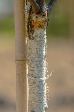 Sand-Birke Betula pendula 'Fastigiata' Hochstamm Stammumfang 6-8 T Betula pendula 'Fastigiata' Hochstamm 6/8