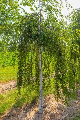Hängebirke Betula pendula 'Youngii' Hochstamm Betula pendula 'Youngii' Hochstamm