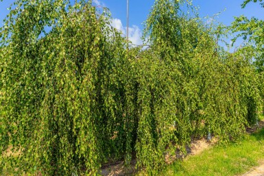 Hängebirke Betula pendula 'Youngii' Hochstamm Betula pendula 'Youngii' Hochstamm