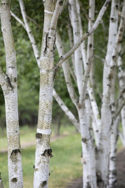 Moor-Birke Betula pubescens Hochstamm Stammumfang 10-12 T Betula pubescens Hochstamm 10/12