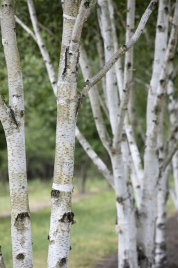 Moor-Birke Betula pubescens Hochstamm Betula pubescens Hochstamm