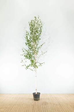Weißrindige Himalaja-Birke Betula utilis 'Doorenbos' Hochstamm Betula utilis 'Doorenbos' Hochstamm