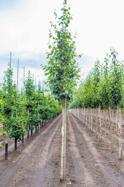 Weißrindige Himalaja-Birke Betula utilis 'Doorenbos' Hochstamm Betula utilis 'Doorenbos' Hochstamm