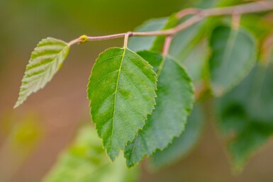 Weißrindige Himalaja-Birke Betula utilis 'Doorenbos' Stammbusch Betula utilis 'Doorenbos' Stammbusch