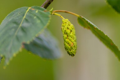 Weißrindige Himalaja-Birke Betula utilis 'Doorenbos' Stammbusch Betula utilis 'Doorenbos' Stammbusch