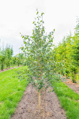 Weißrindige Himalaja-Birke Betula utilis 'Doorenbos' Mehrstämmig Betula utilis 'Doorenbos' Mehrstämmig