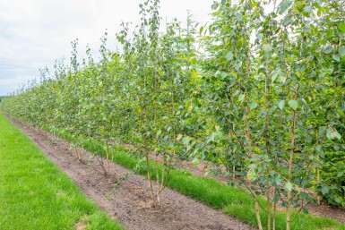 Weißrindige Himalaja-Birke Betula utilis 'Doorenbos' Mehrstämmig Betula utilis 'Doorenbos' Mehrstämmig