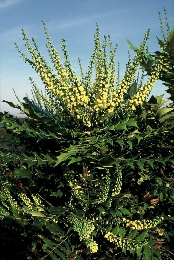 Mahonie Mahonia media 'Winter Sun' Strauch 40-60 Topf 10 ltr. (C10) Mahonia media 'Winter Sun' Strauch 40-60 cm
