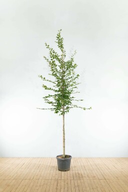 Hainbuche Carpinus betulus Hochstamm Carpinus betulus Hochstamm