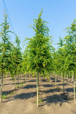 Hainbuche Carpinus betulus Hochstamm Carpinus betulus Hochstamm