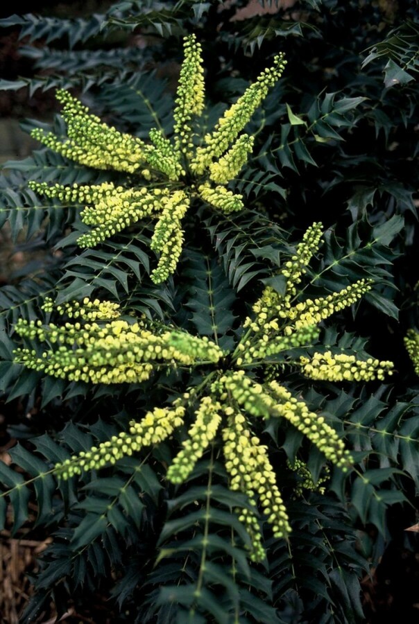 Mahonie Mahonia media 'Winter Sun' Strauch 60-80 Topf 12 ltr. (C12) Mahonia media 'Winter Sun' Strauch 60-80 cm