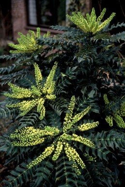 Mahonie Mahonia media 'Winter Sun' Strauch 60-80 Topf 12 ltr. (C12) Mahonia media 'Winter Sun' Strauch 60-80 cm