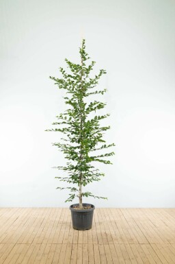 Hainbuche Carpinus betulus Stammbusch Carpinus betulus Stammbusch