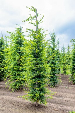 Hainbuche Carpinus betulus Stammbusch Carpinus betulus Stammbusch