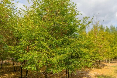 Hainbuche Carpinus betulus Mehrstämmig Carpinus betulus Mehrstämmig