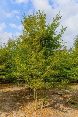 Hainbuche Carpinus betulus Mehrstämmig Carpinus betulus Mehrstämmig