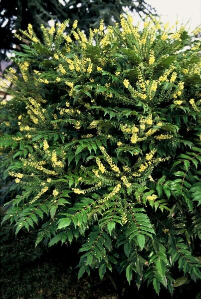 Mahonie Mahonia media 'Winter Sun' Strauch 20-30 Topf 3 ltr. (C3) Mahonia media 'Winter Sun' Strauch 20-30 cm