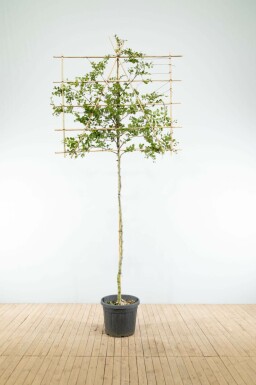 Hainbuche Carpinus betulus Spalierbaum Carpinus betulus Spalierbaum