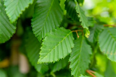 Hainbuche Carpinus betulus Spalierbaum Carpinus betulus Spalierbaum