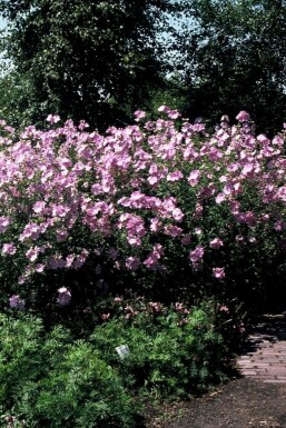 Sigmarskraut Malva alcea 'Fastigiata' 5-10 Topf 9x9 cm (P9)