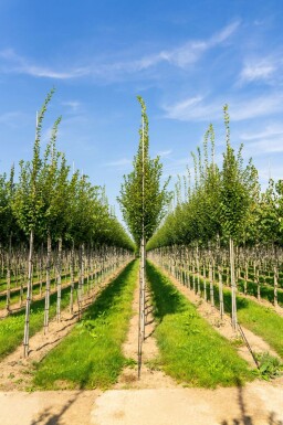 Pyramiden-Hainbuche Carpinus betulus 'Fastigiata' Hochstamm Carpinus betulus 'Fastigiata' Hochstamm