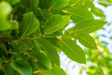 Pyramiden-Hainbuche Carpinus betulus 'Fastigiata' Hochstamm Carpinus betulus 'Fastigiata' Hochstamm