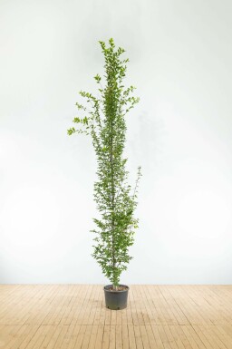Pyramiden-Hainbuche Carpinus betulus 'Fastigiata' Stammbusch Carpinus betulus 'Fastigiata' Stammbusch