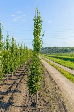 Pyramiden-Hainbuche Carpinus betulus 'Fastigiata' Stammbusch Carpinus betulus 'Fastigiata' Stammbusch