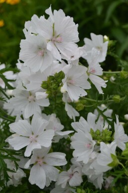 Moschus-Malve Malva moschata 'Alba' 5-10 Topf 9x9 cm (P9)