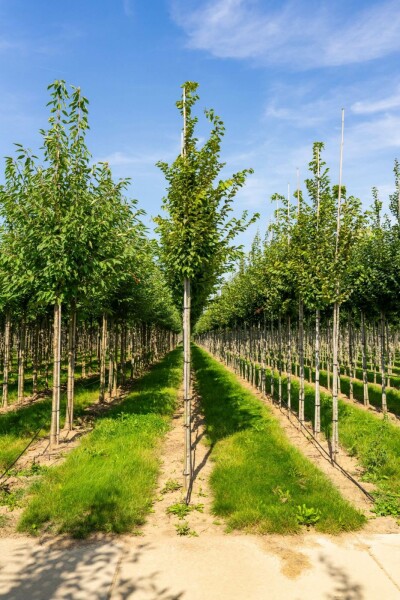 Gemeine Hainbuche Carpinus betulus 'Frans Fontaine' Hochstamm Stammumfang 10-12 T Carpinus betulus 'Frans Fontaine' Hochstamm 10/12