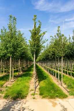 Gemeine Hainbuche Carpinus betulus 'Frans Fontaine' Hochstamm Carpinus betulus 'Frans Fontaine' Hochstamm