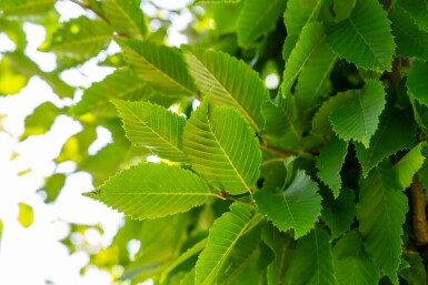 Gemeine Hainbuche Carpinus betulus 'Frans Fontaine' Hochstamm Carpinus betulus 'Frans Fontaine' Hochstamm