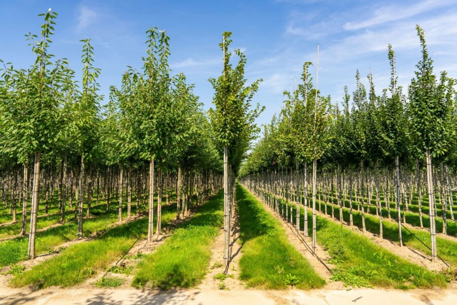 Gemeine Hainbuche Carpinus betulus 'Frans Fontaine' Hochstamm Stammumfang 10-12 T Carpinus betulus 'Frans Fontaine' Hochstamm 10/12