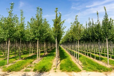 Gemeine Hainbuche Carpinus betulus 'Frans Fontaine' Hochstamm Stammumfang 10-12 T Carpinus betulus 'Frans Fontaine' Hochstamm 10/12