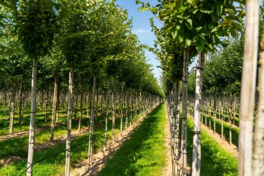 Gemeine Hainbuche Carpinus betulus 'Frans Fontaine' Hochstamm Stammumfang 10-12 T Carpinus betulus 'Frans Fontaine' Hochstamm 10/12