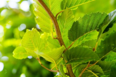Gemeine Hainbuche Carpinus betulus 'Frans Fontaine' Hochstamm Stammumfang 10-12 T Carpinus betulus 'Frans Fontaine' Hochstamm 10/12